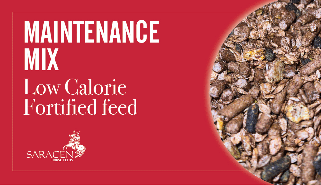 Supporting Endurance Horses A Closer Look at Maintenance Mix