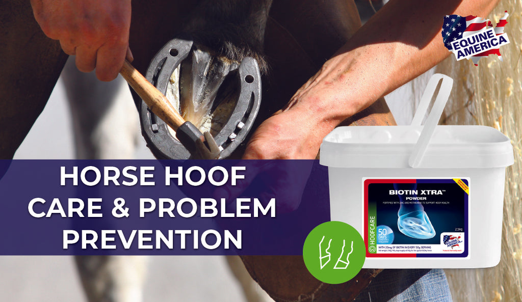 Horse Hoof Care & Problem Prevention: Tips for Healthy Hooves