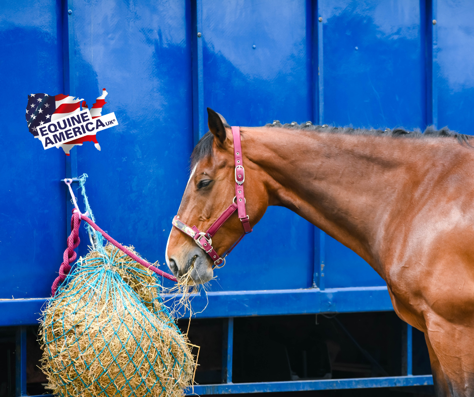 Selecting the Right Supplements for Your Horse