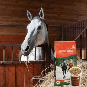Why Essential Balancer is the Ideal Summer Feed for Your Horse