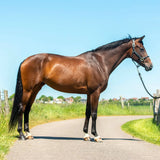 SARACEN CONDITION-IMPROVER MIX